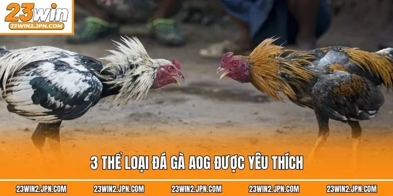 3 thể loại đá gà AOG được yêu thích