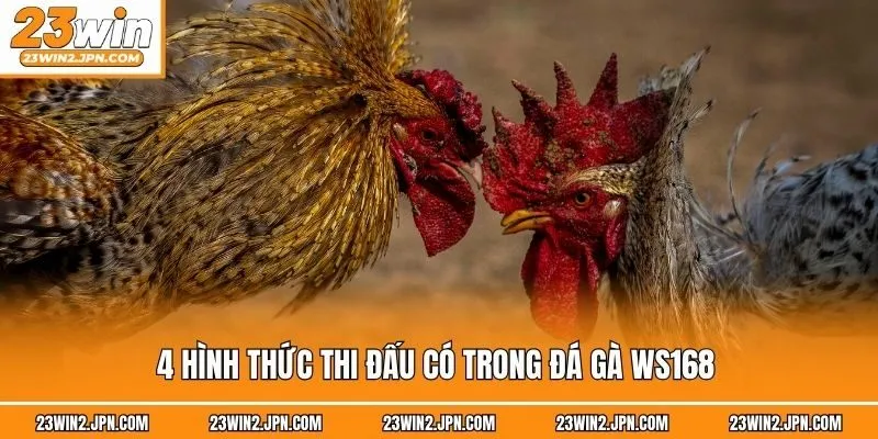 4 hình thức thi đấu có trong đá gà WS168 