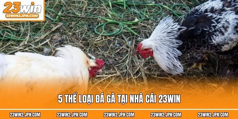 5 thể loại đá gà tại nhà cái 23win