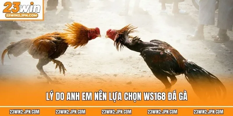 Lý do anh em nên lựa chọn WS168 đá gà