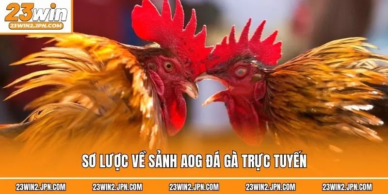Sơ lược về sảnh AOG đá gà trực tuyến