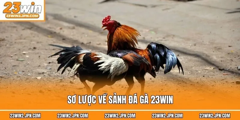 Sơ lược về sảnh đá gà 23win