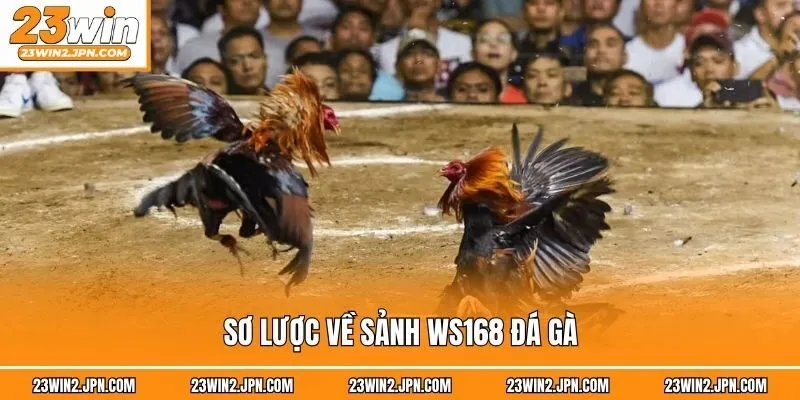 Sơ lược về sảnh WS168 đá gà