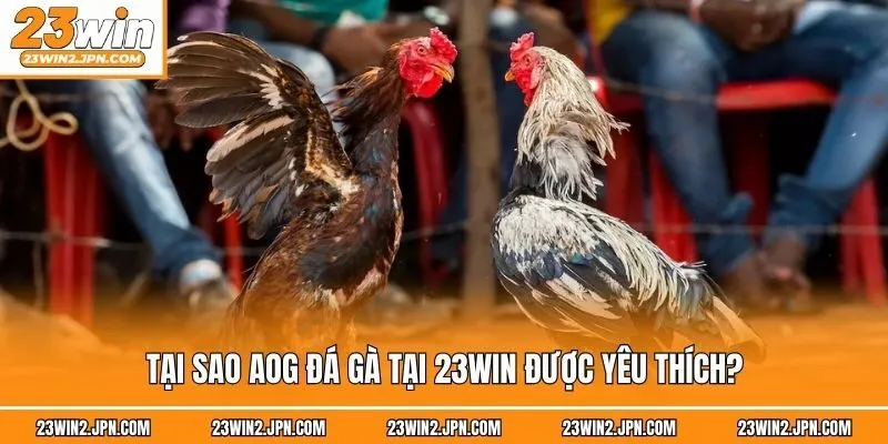 Tại sao AOG đá gà tại 23win được yêu thích?