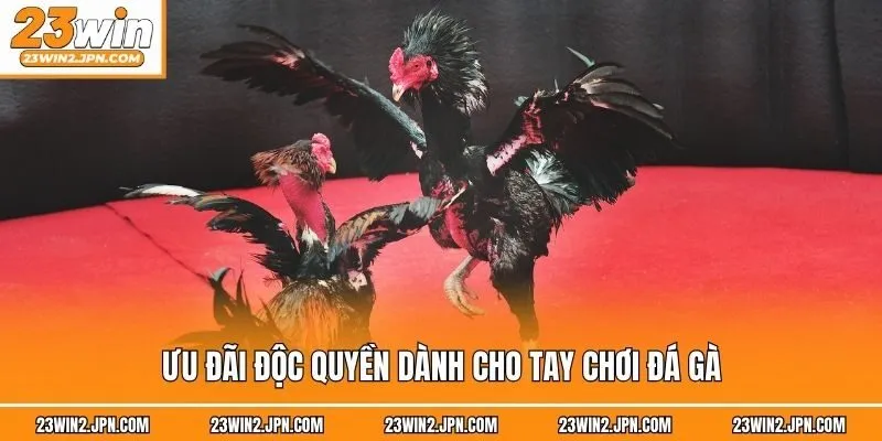 Ưu đãi độc quyền dành cho tay chơi đá gà