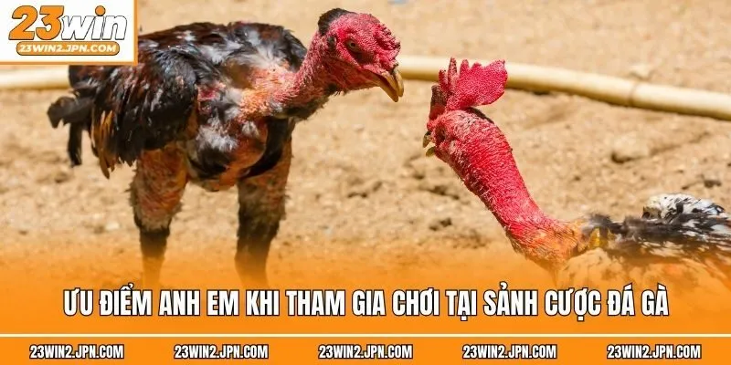 Ưu điểm anh em khi tham gia chơi tại sảnh cược đá gà